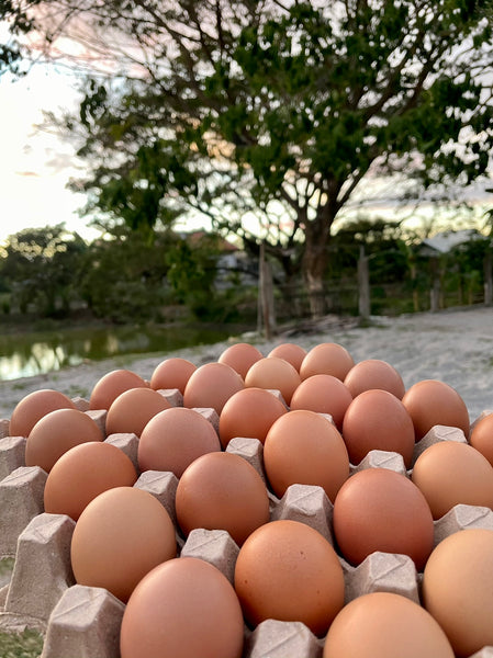 Free Range and Pasture Raised Eggs (30 pcs.)