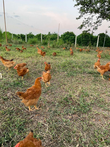 Free Range and Pasture Raised Eggs (30 pcs.)